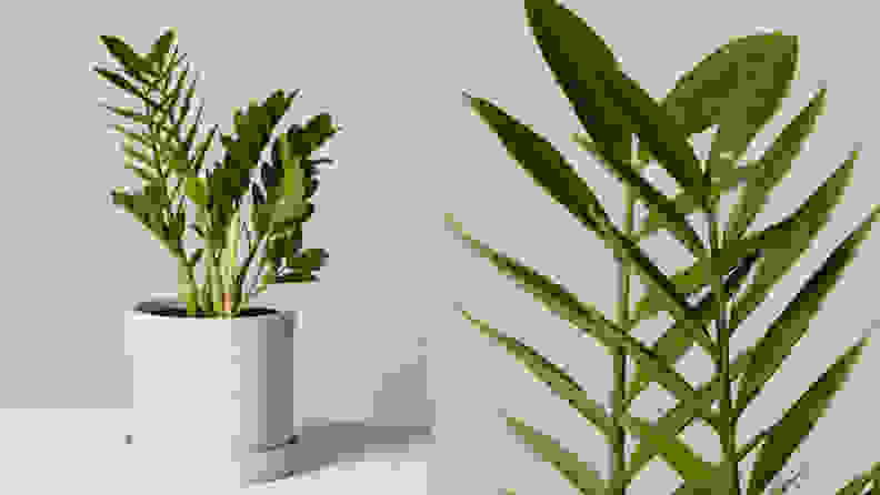 A green houseplant is shown at medium distance (on the left) and in close-up (right).