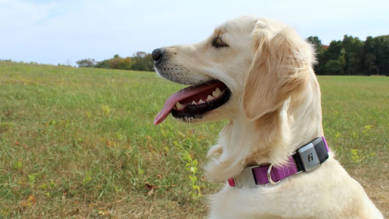 An image of a dog in a field wearing the Fi Smart Collar.