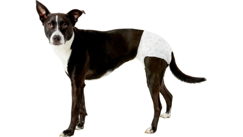 Dog wearing a diaper