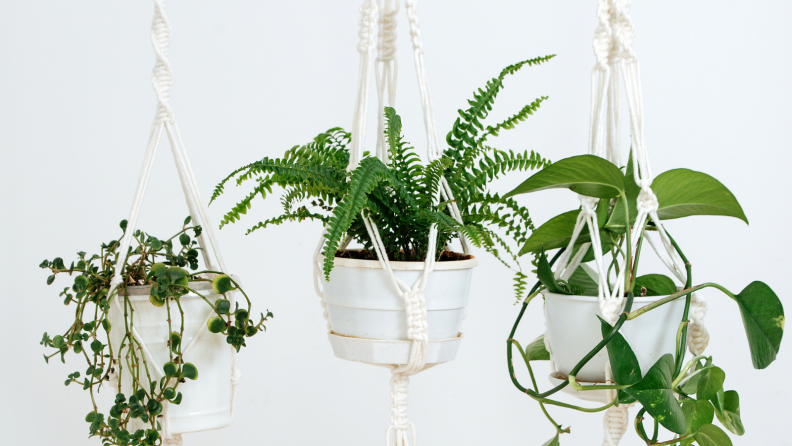 Hanging plants