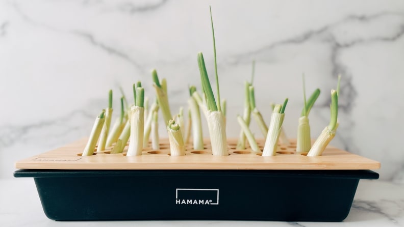 Green onions sprout from a plastic box.
