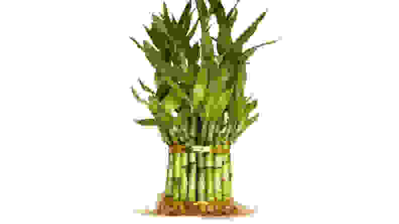 9GreenBox Lucky Bamboo