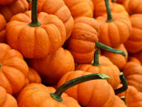 pumpkins