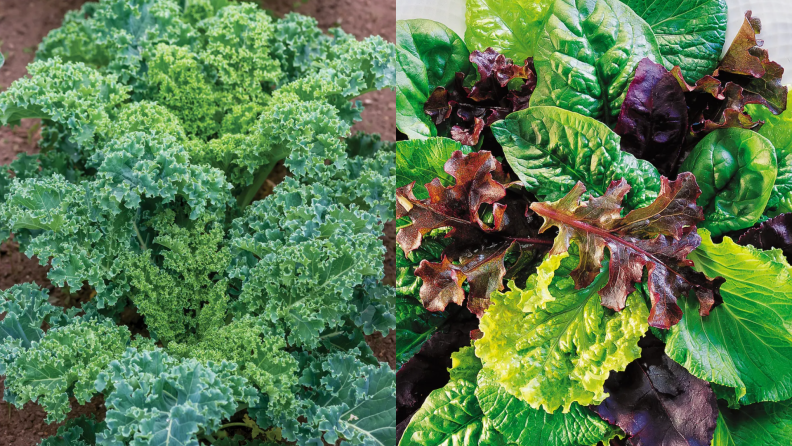 Spinach, kale and lettuce bushes outdoors.