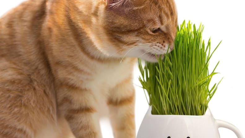 An image of a cat nibbling at cat grass.
