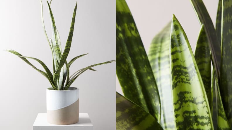 18 fake plants that don't actually look fake - Reviewed