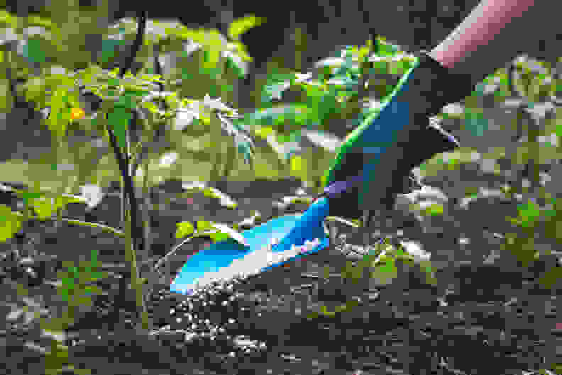 Trowel by tomato plant