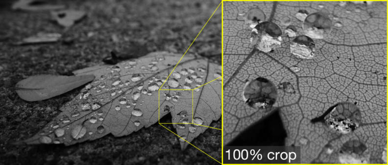 A picture with 100% crop overlay shot by the Pansonic Lumix GM5.