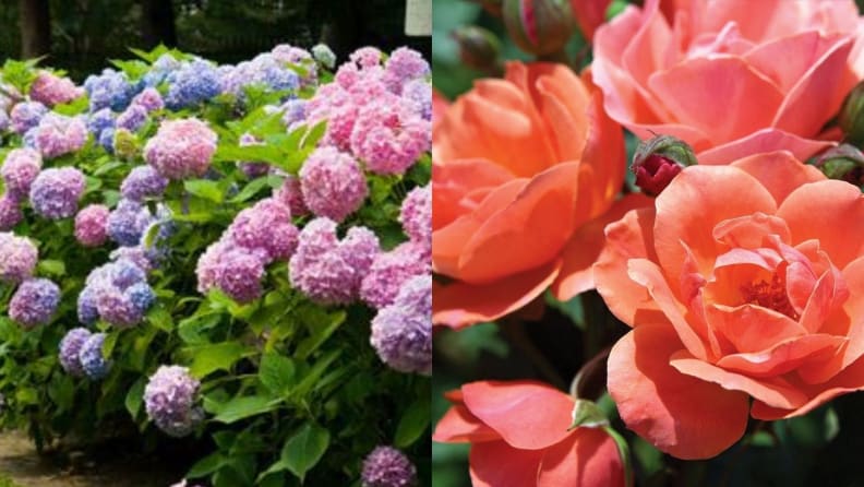 Top 4 Websites to Buy Flower Plants Online: A Blossoming Selection