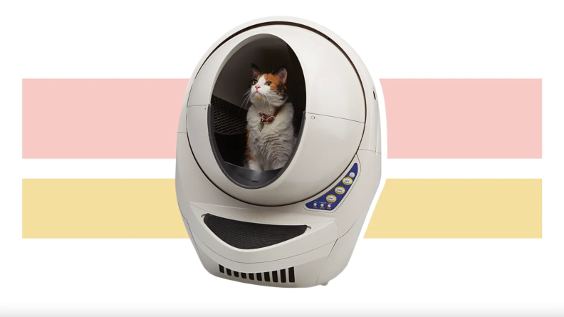 Cat sitting inside of circular kitty litter box.
