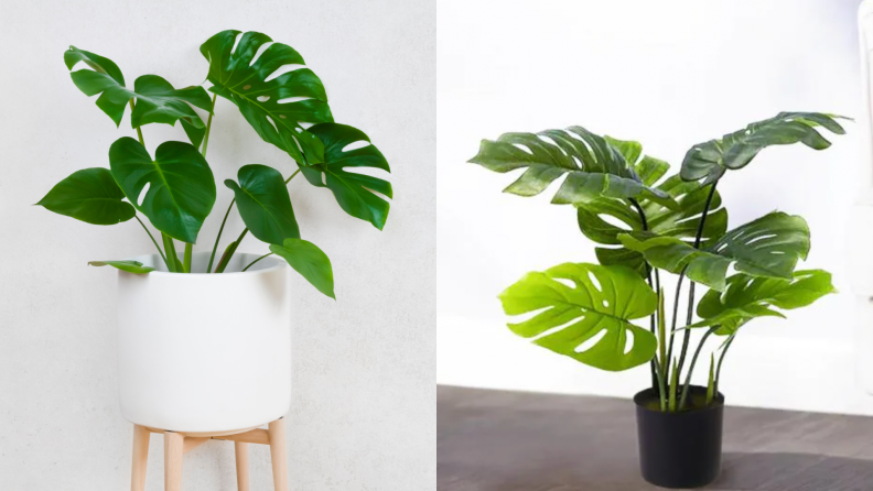 On the left, a real monstera plant in a white and wooden planter. On the right, a fake monstera plant in a black planter against a white wall.