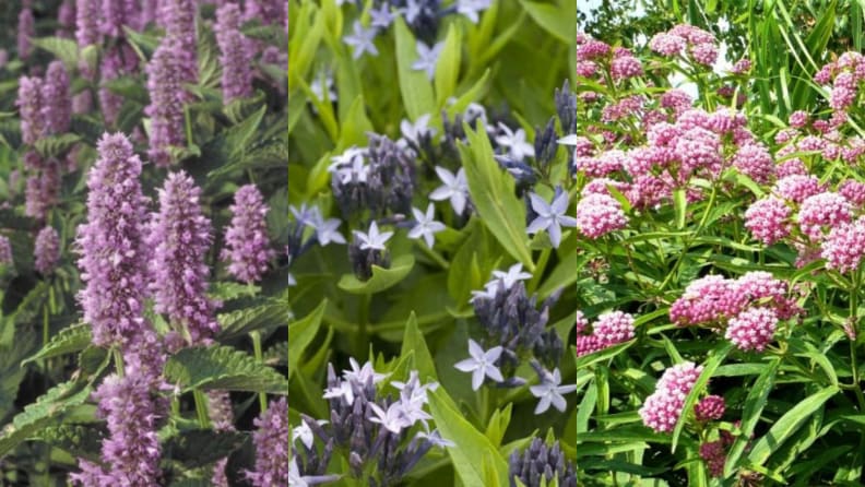 Anise hyssop, blue ice amsonia, and swamp milkweed in bloom.