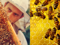 A man collecting honey and a close-up shot of bees inside a beehive.