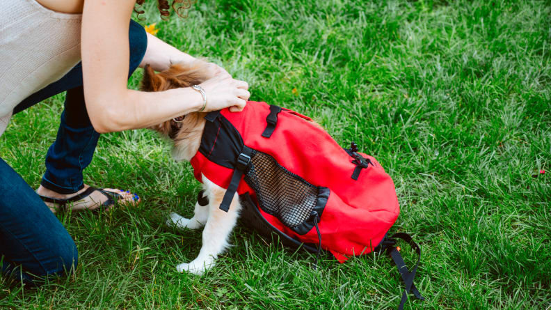 K9 Sport Sack Rover 2 Green Big Dog Carrier & Backpacking Pack, Large