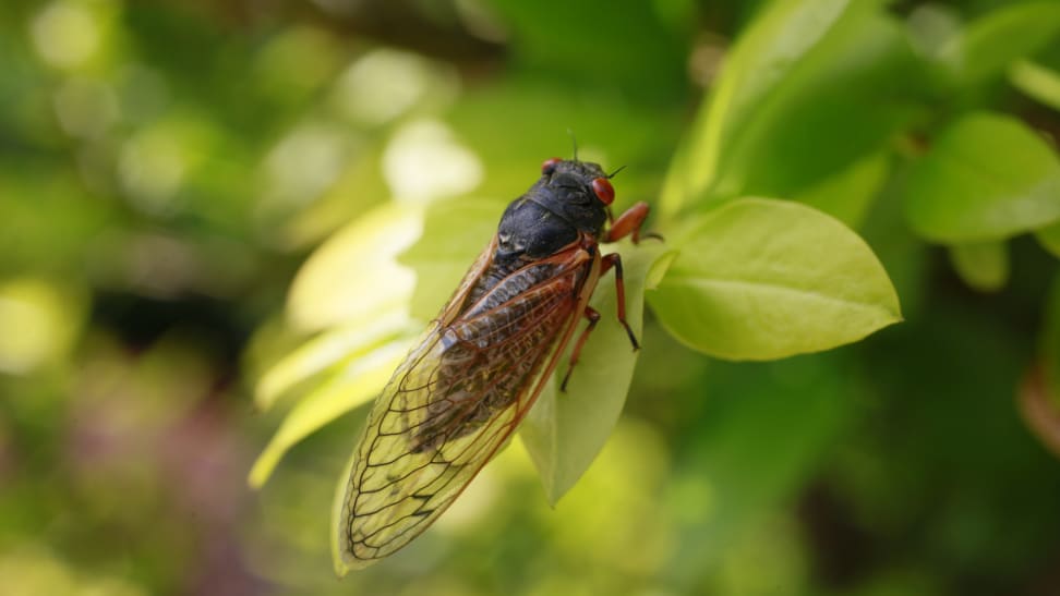 Large cicada bug with red eyes resting of leafy plant outdoors.