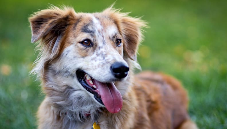 If portraits are your focus, you want a short telephoto with a wide aperture. For kids and pets, look for a wide-aperture zoom.