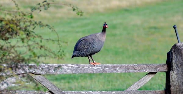Guineafowl.jpg