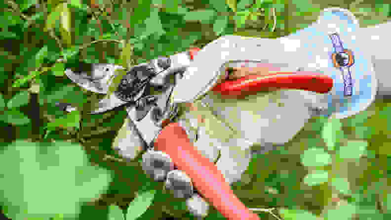 A gardening-gloved hand holds a pair of pruning shears, and is in the process of trimming some undergrowth.