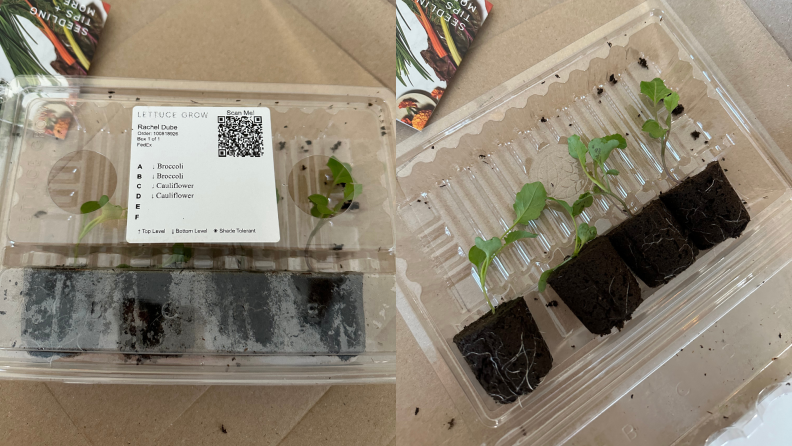 Small plants in black containers inside of clear plastic boxes.