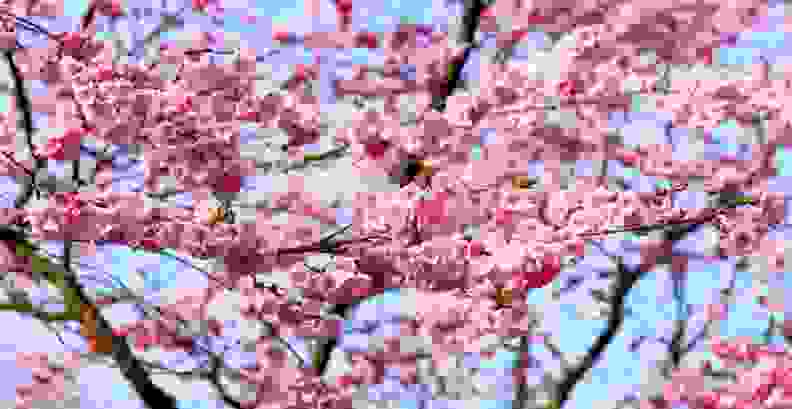 Cherry Blossom Tree