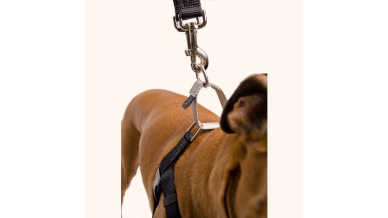 Harness
