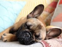 How to get pet hair out of your house without harsh chemicals