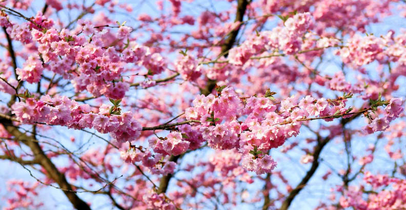Cherry Blossom Tree