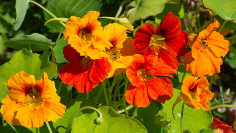 Yellow, orange and red nasturtium flowers together