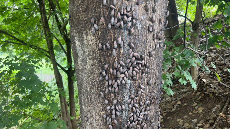 Adult spotted lanternflies swarm over a tree trunk.
