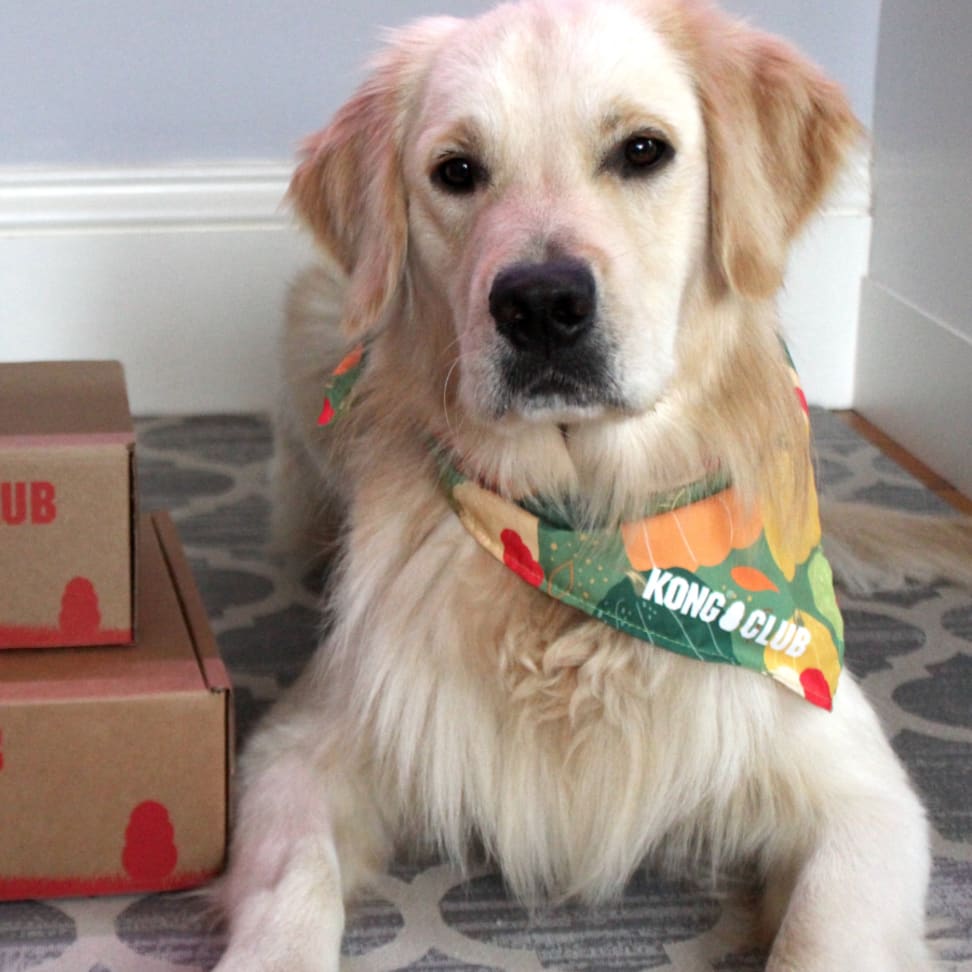 Kong top dog box