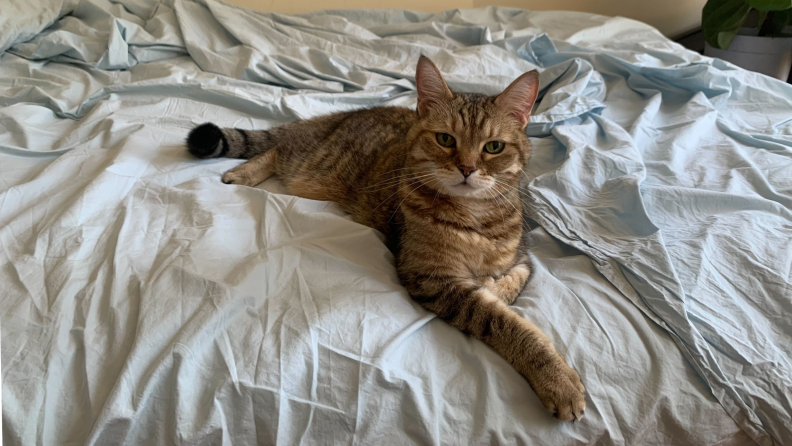 A cat looks into the camera, laying on the Riley Percale sheets.