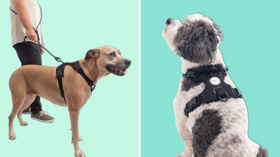 A large brown dog stands wearing Fable's new dog harness while attached to a leash besides a second picture of a small grey and white dog wearing the harness.