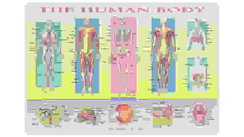 Painless Learning Human Body Placemat