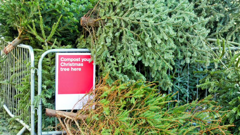 Trees in an outdoor fenced area with a sign indicating the trees will be recycled