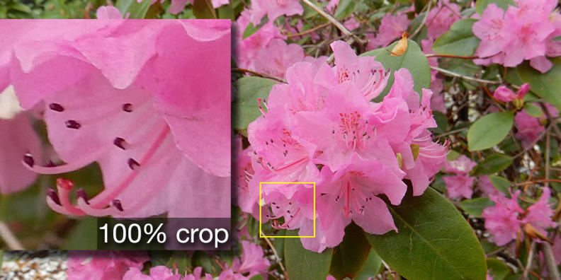 A photo taken by the Nikon Coolpix S9900