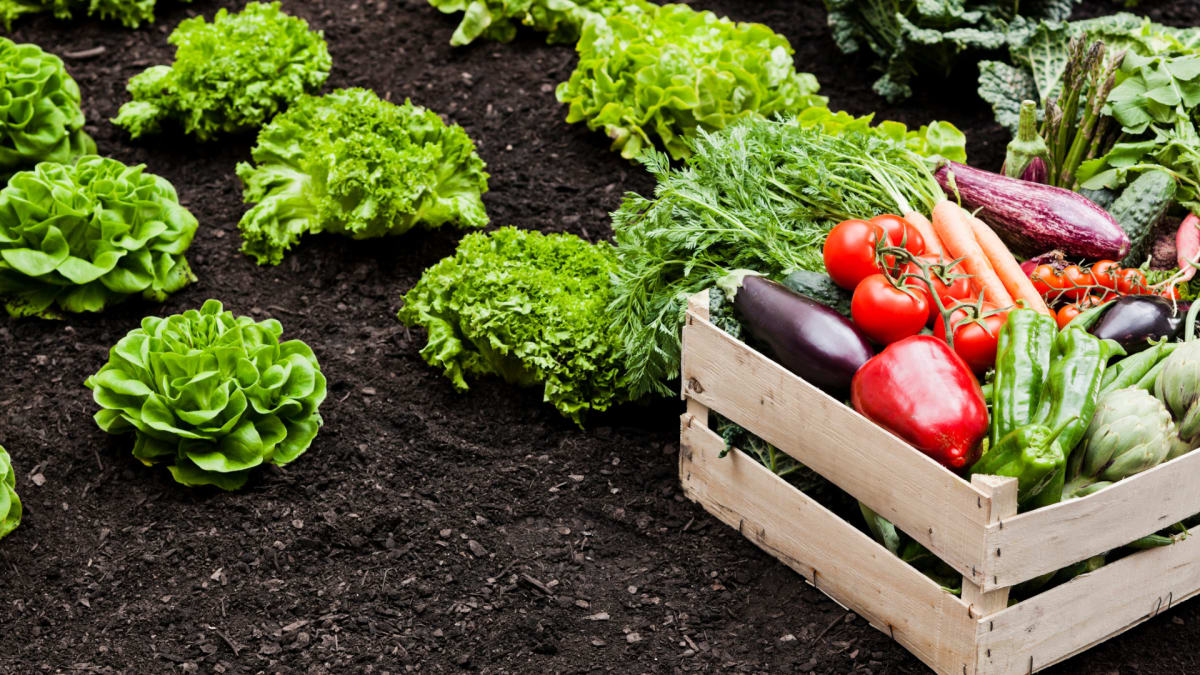 Grocery costs are rising—do you need a survival garden?