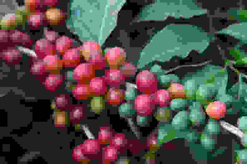 Coffee Berries