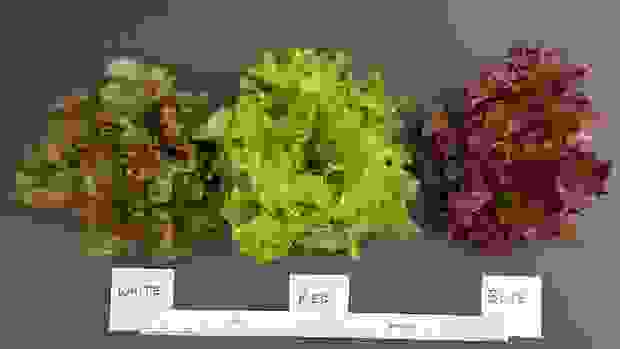 Different colors of LED light produce different colors and flavors in lettuce. [Credit: Mike Dixon]