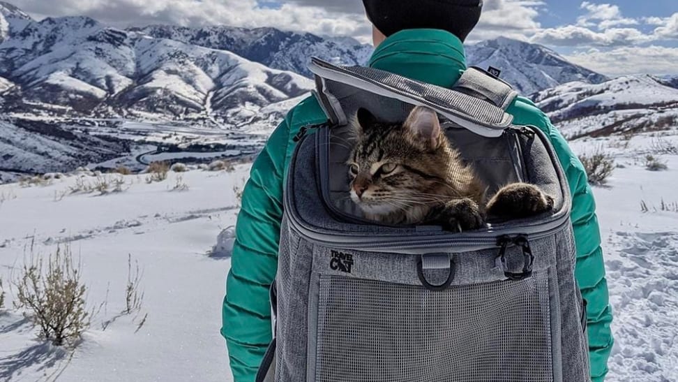 Cat Backpack Vs Carrier: Which One Is Best For Cat Travel?