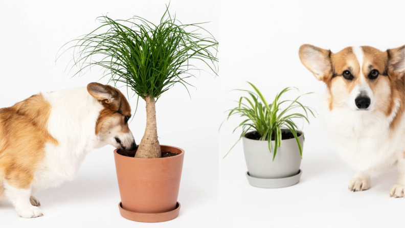 花葶植物与柯基