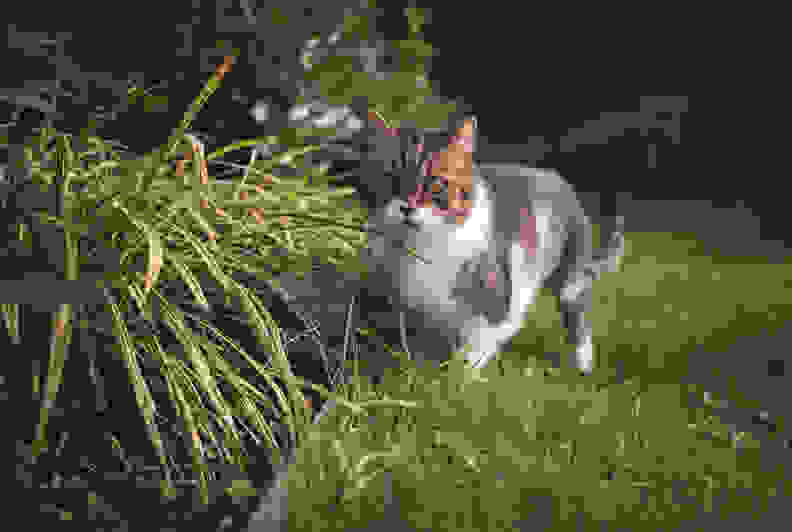 cat in tall grass