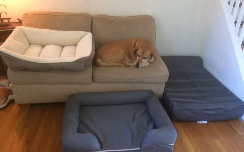 Rowdy takes a break from testing dog beds.