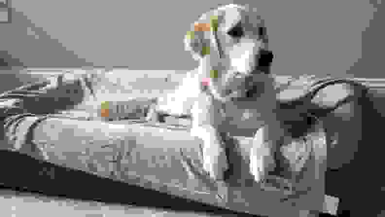 An image of a dog atop a gray blanket.