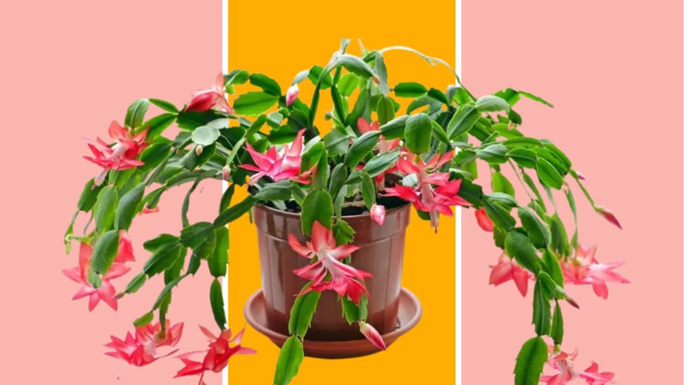 A Christmas cactus against a pink and yellow background