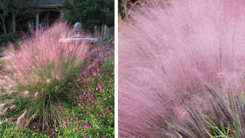 Etsy pink muhly grass growing in a yard next to a close up photo of it