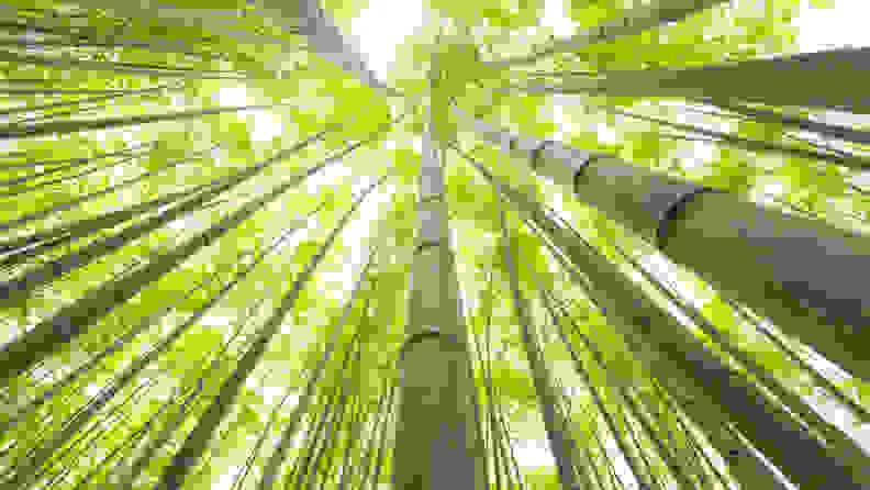 Looking up to the sky in a bamboo forest.