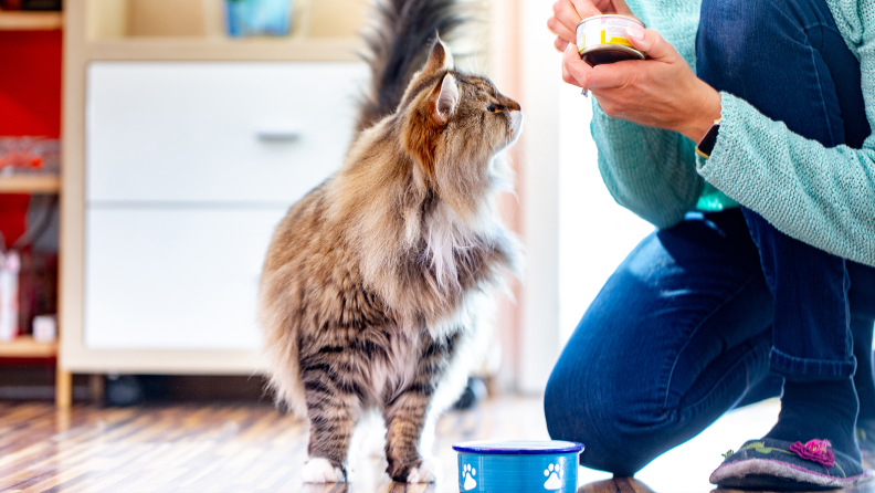 Woman feeding indoor cat