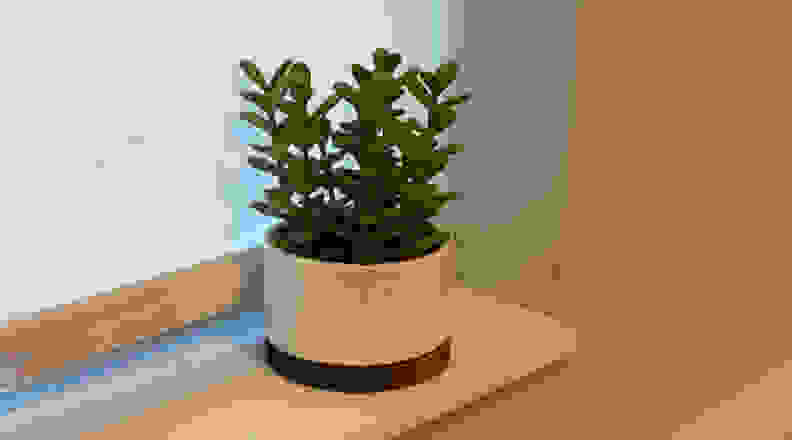 Jade plant