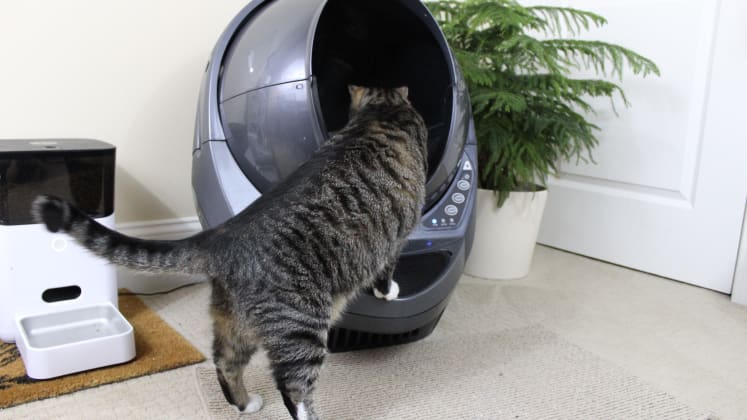 Litter Robot Connect Review A Smart Automated Cat Litter Box