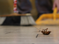 A cockroach on the floor being swept up with a broom.